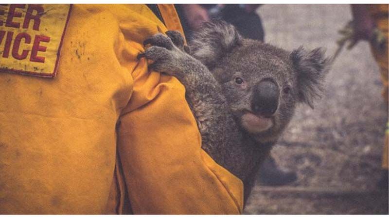 Science Update : ไฟป่าออสเตรเลียกระทบโคอาลาหนัก
