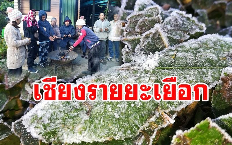 หนาวจับใจ! 'เหมยขาบ' บนยอดหญ้าขาวโพลนทั่วพื้นที่พักสงฆ์ตุสิตาผาโง้ม เวียงป่าเป้า
