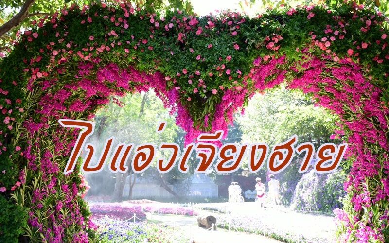 เตรียมเปิดอุทยานดอกไม้เมืองหนาวนับล้านดอกในงานเชียงรายดอกไม้งามครั้งที่ 17