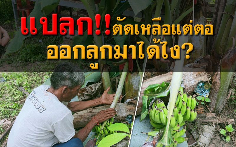 ชาวบ้านแห่ดูต้นกล้วยประหลาดตัดเหลือแต่ตอออกลูกมาได้ไง?