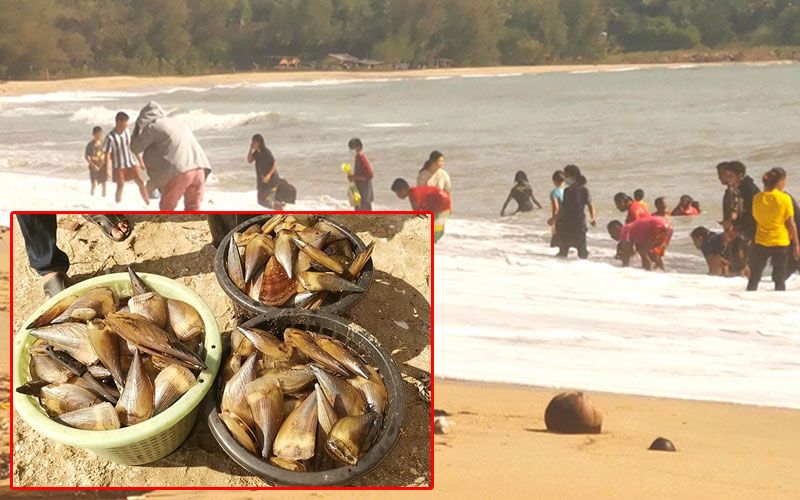 คลื่นซัด'หอยจอบ'เกยชายหาดบ้านกรูด ชาวบ้านกแห่เก็บขาย-ทำเมนูผัดฉ่า