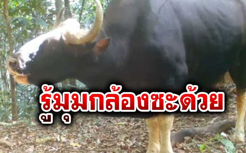 คลิปหาชมยาก...แถมรู้มุมกล้อง ฟังเสียงร้อง'กระทิง'กลางป่าแก่งกระจาน