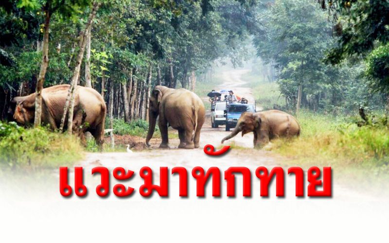ข่าวดีรับปีใหม่! โขลงช้างป่า-ฝูงกระทิง อุทยานฯกุยบุรี ทักทาย นทท.