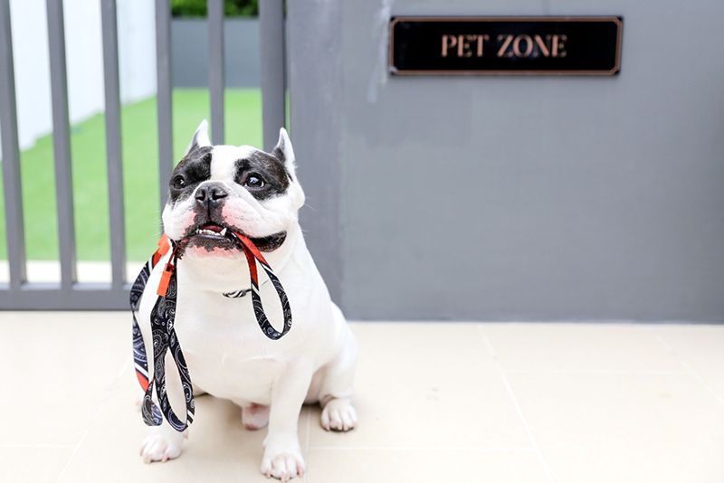 5 กิจกรรมวันสบายๆ ใช้เวลากับน้องหมาและน้องแมว