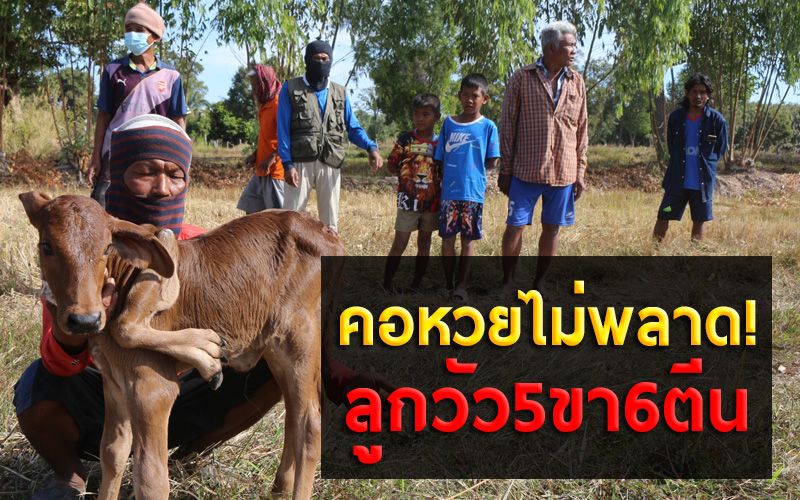 ฮือฮาทั้งตำบล! แม่วัวนม5เต้า ตกลูกเพศเมีย5ขา6ตีน คอหวยไม่พลาด