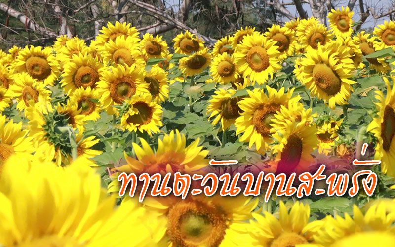 แลนด์มาร์คแห่งใหม่ 'ทุ่งดอกทานตะวัน'บานสะพรั่งใน มรพส.