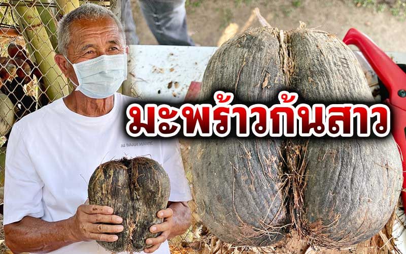6 ปีสุกครั้ง‘มะพร้าวก้นสาว’ แปลก-หายาก ลูกละเป็นแสนบาท
