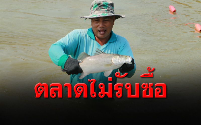 ผู้ประกอบการเลี้ยงปลากะพงขาวโวยขายไม่ได้-ตลาดไม่รับซื้อ