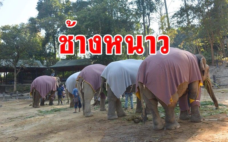 อุณหภูมิลดฮวบ! ศูนย์อภิบาลช้างแม่สาเร่งนำผ้าห่มคลุม​คลายหนาวให้ช้างชรา