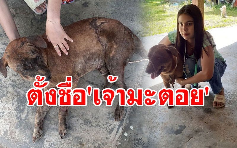 รอดแล้ว!ตั้งชื่อ'เจ้ามะตอย'สุนัขพันธุ์ผสมที่ตกถังยางมะตอยนอนใกล้ตายในสวนปาล์ม