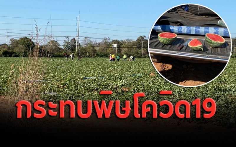 ชาวสวนแตงโมกระทบพิษโควิด-19 เร่งตัดขาย หลังราคาลดฮวบเหลือ 7 บาท