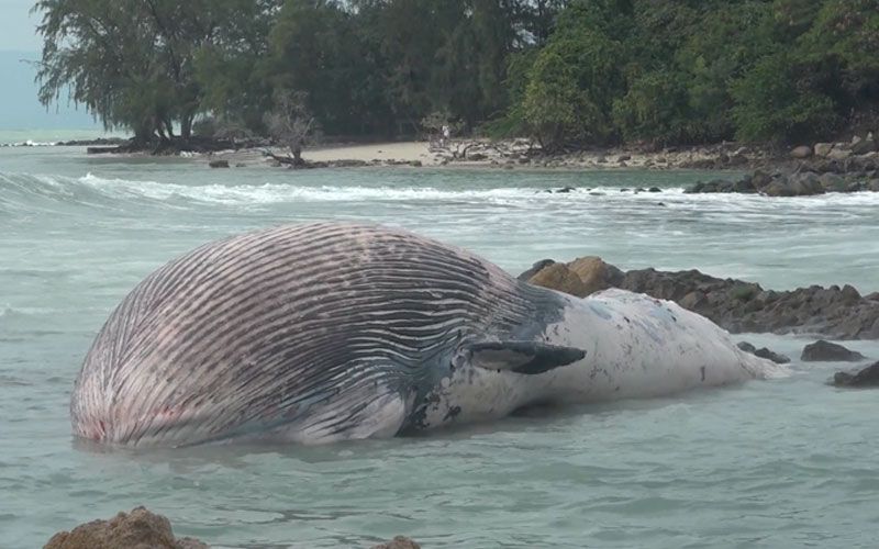 'เกาะสมุย'พบซากวาฬบรูด้าหนัก5ตัน ลอยติดโขดหิน รอผ่าพิสูจน์!