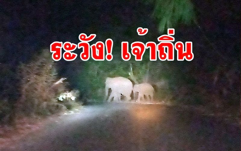 เตือน นทท.-ปชช.ขับรถไปทองผาภูมิระวังเจ้าถิ่นช้างป่าข้ามถนนตอนกลางคืน