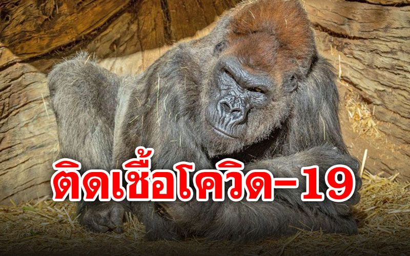 ครั้งแรกในโลก! สวนสัตว์สหรัฐฯพบ'กอริลลา'ติดเชื้อโควิด-19