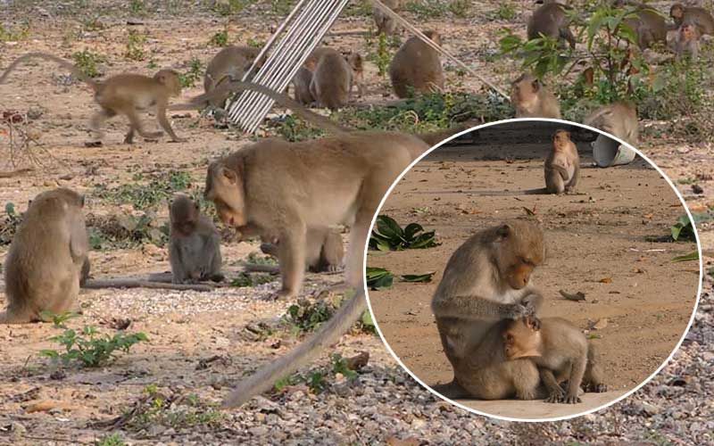 ชัยนาทอุณหภูมิต่ำสุด12องศา ฝูงลิงแสมหนาว ตากแดดรับไออุ่น