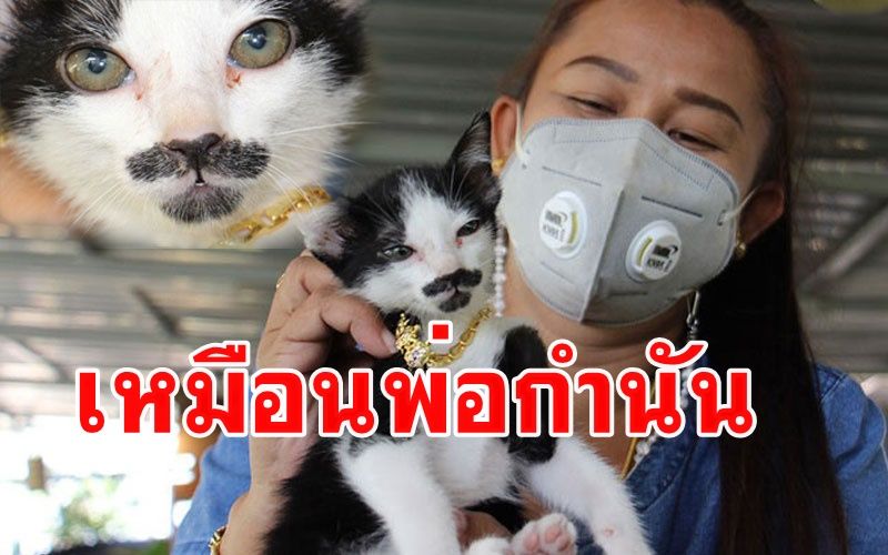 เคยเห็นไหมแบบนี้! ลูกแมวมีทั้งหนวดทั้งเครา เหมือนมีคนแกล้งเอาสีมาทา