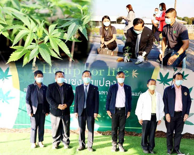 ‘กัญชง’ลงแปลงที่‘ม.ขอนแก่น’  วิจัยต่อยอด‘การแพทย์-อุตสาหกรรม’