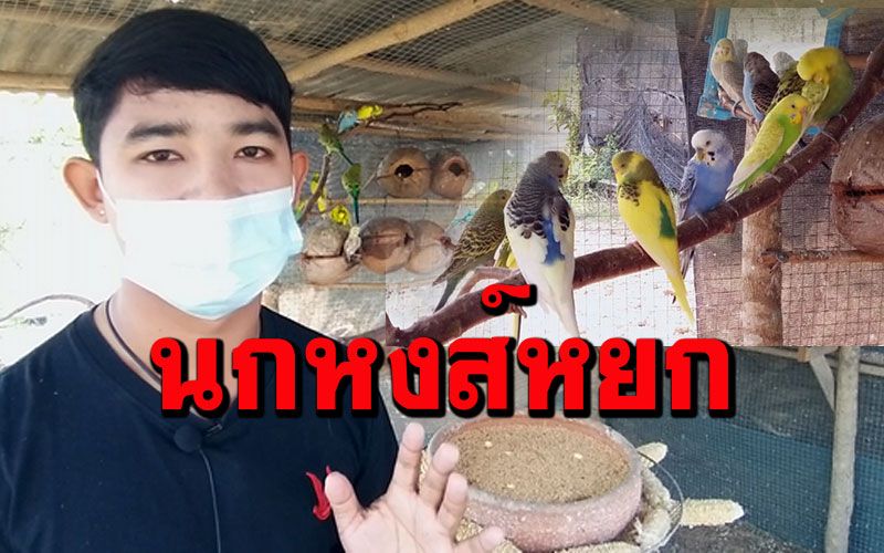 ครูหนุ่มสุโขทัยใช้เวลาว่างหลังสอนหนังสือเพาะนกหงส์หยกขายสร้างรายได้เสริม