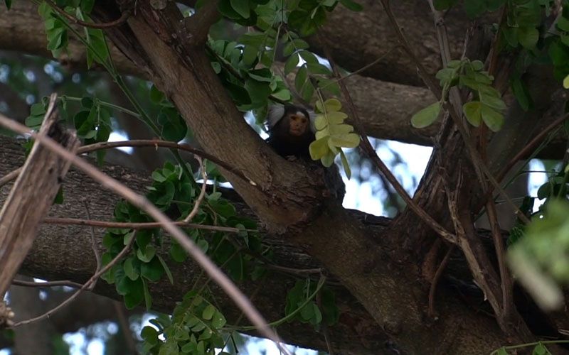 'ลิงมาโมเสท'ตกใจเสียงเครื่องดูดฝุ่น เตลิดหนีซ่อนตัวบนต้นไม้ เจ้าของเร่งแจ้งกู้ภัยฯช่วย