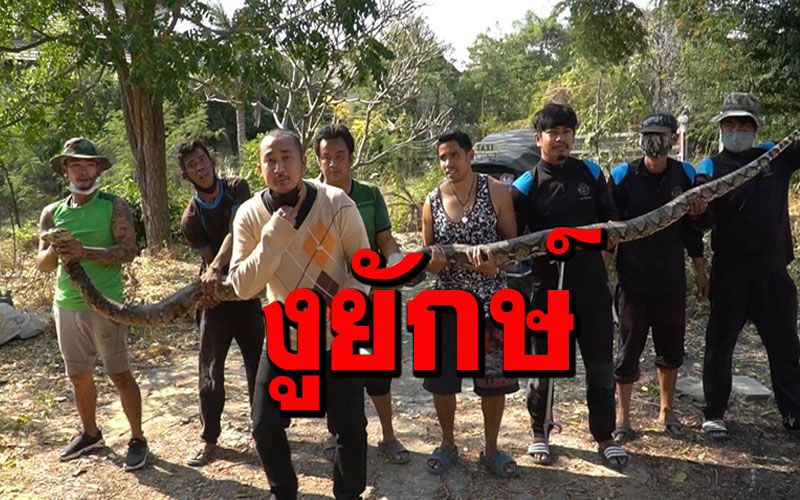 กู้ภัยชัยนาทจับงูเหลือมยักษ์เจ้าที่คู่ผัวเมียยาว 5 เมตรคอหวยแห่ตีเลขเด็ด