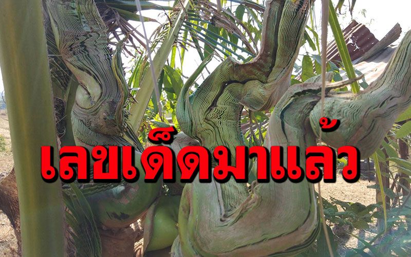มาแล้ว! เลขเด็ดมะพร้าวเศียรพญานาค หลังงวดที่แล้วคอหวยถูกกันตรึม 95 ตรง ๆ