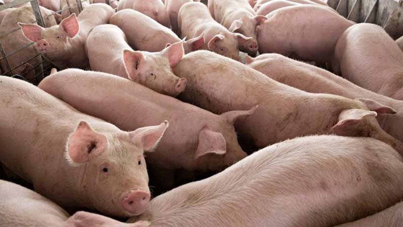 กรมปศุสัตว์เตือน  อย่าฉีดวัคซีนเถื่อน  ป้องกันอหิวาต์หมู