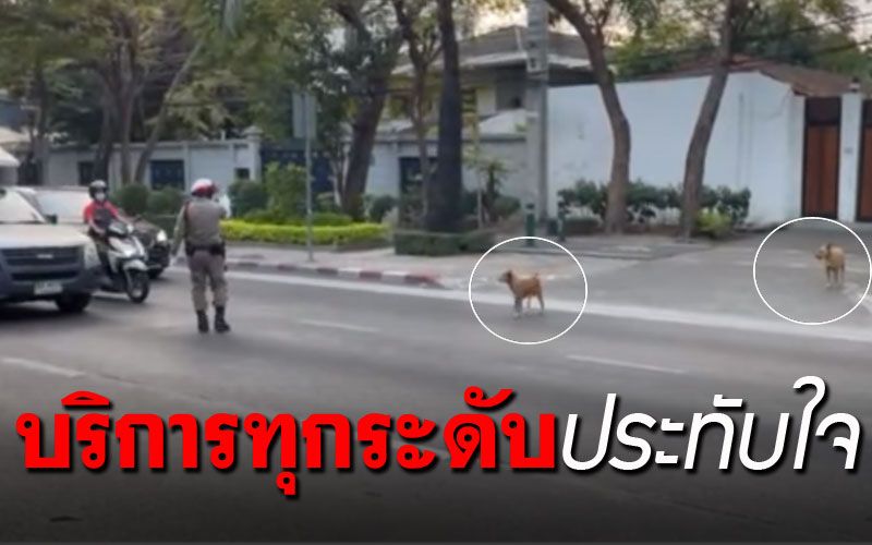 เห็นแล้วต้องยิ้ม! พี่ตำรวจต้องหยุดรถ ให้2ต้าวหมาข้ามถนน (คลิป)