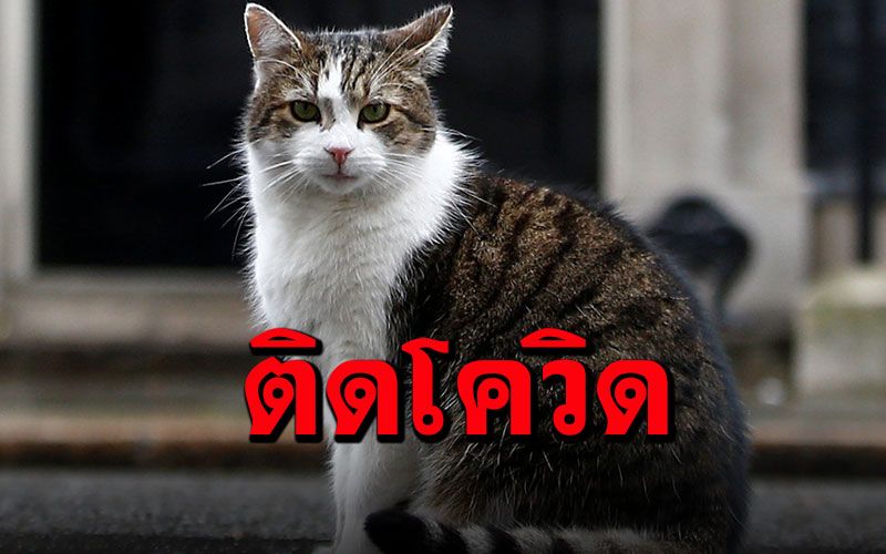 'เกาหลีใต้'พบแมวติดโควิดจากเจ้าของ เป็นเคสแรกของประเทศ