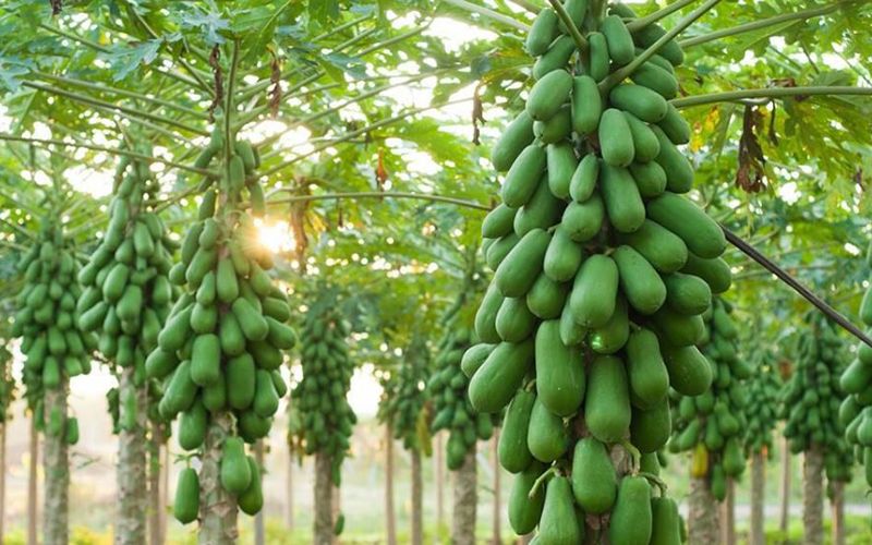 ลูกเสือไทยเตรียมสู้โควิดด้วยมะละกอ : อาทร จันทวิมล