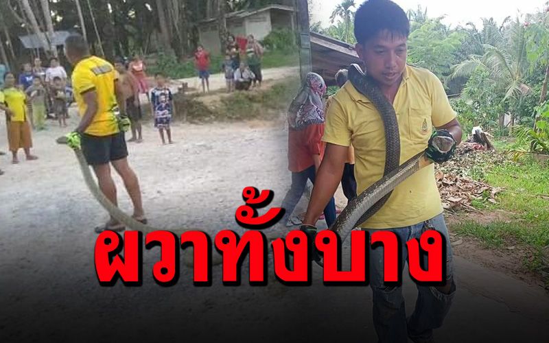 แตกตื่นทั้งหมู่บ้าน! แห่มุงดู ‘งูจงอาง’ ยาวกว่า  3 เมตร เลื้อยข้ามถนนเข้าบ้าน