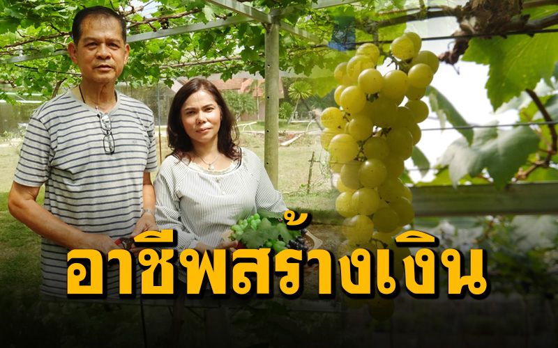 อดีตลูกจ้างดัดแปลงที่นาเป็นสวนองุ่น สร้างรายได้งามผลตอบรับดี