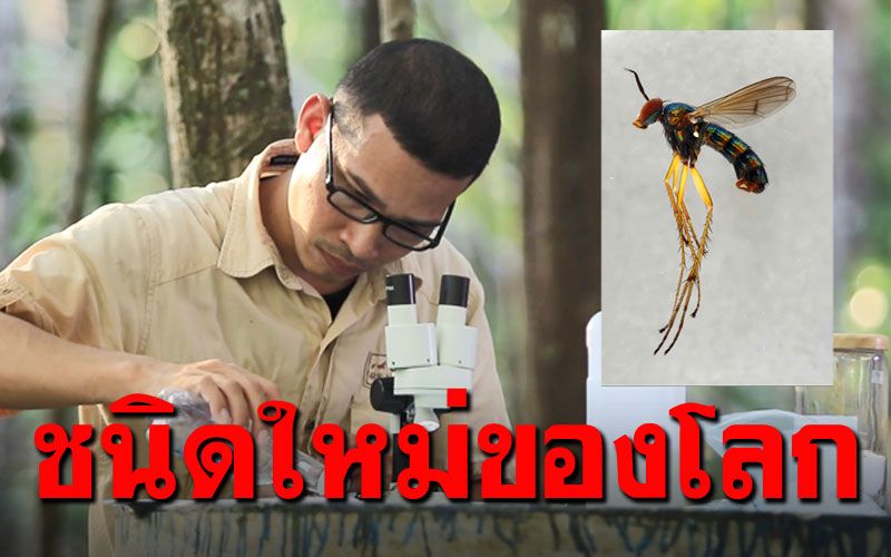 นักวิจัย ม.อ.ค้นพบ'แมลงวันขายาวปีเตอร์อาจารย์จุฑามาส' สิ่งมีชีวิตชนิดใหม่ของโลก
