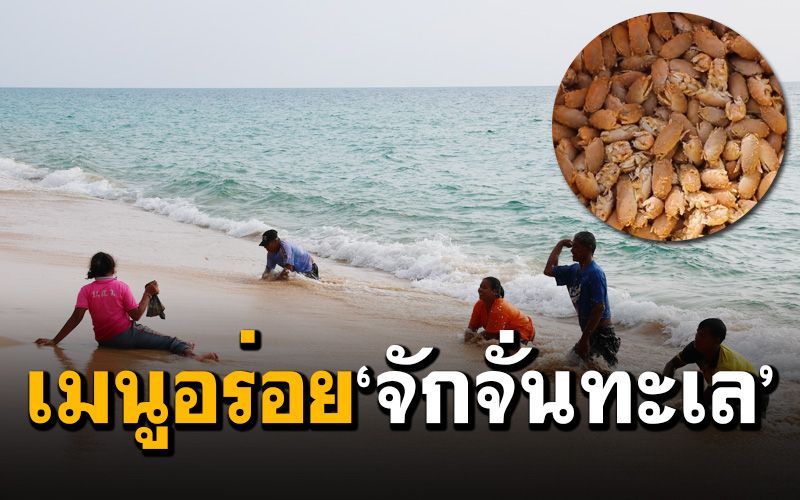 ชาวบ้านแห่จับ ‘จักจั่นทะเล’ ทำเมนูอาหาร-สร้างรายได้