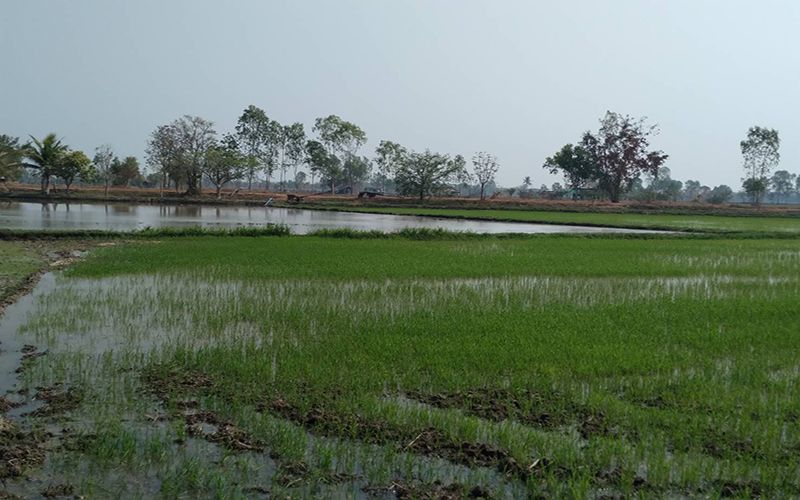 กาฬสินธุ์แล้งหนัก เกษตรกรใช้น้ำทิ้งจากบ่อกุ้งเลี้ยงข้าวนาปรัง