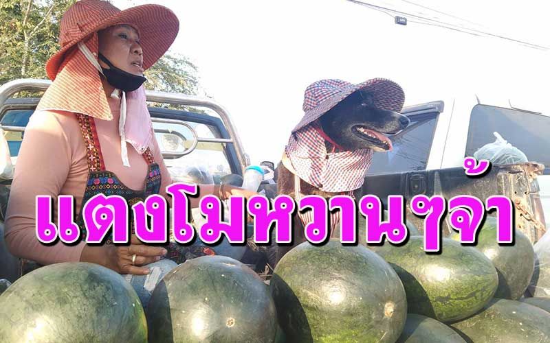 น่ารักที่สุด! ตูบแสนรู้ช่วยเจ้าของนั่งขายแตงโม ยกขาไหว้ขอบคุณลูกค้าซะด้วย
