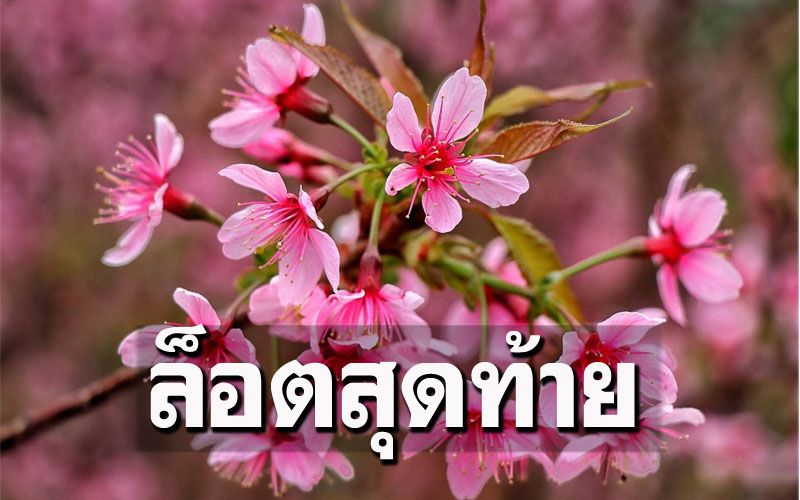 รีบมาชมกันนะ! 'ดอกนางพญาเสือโคร่ง'ล็อตสุดท้ายก่อนร่วงโรย