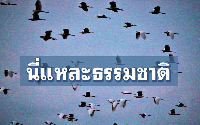 ตื่นตาตื่นใจ! ฝูงนกกระยางมาอาศัย ‘อ่างเก็บน้ำบ้านปากหยา’ นทท.ถ่ายภาพเก็บไว้เป็นที่ระลึก