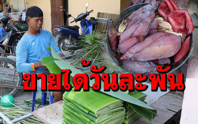 ชาวนาปรับตัวสู้ภัยแล้ง ตัดใบตอง เครือกล้วย หัวปลีขายได้วันละ 1,000 บาท