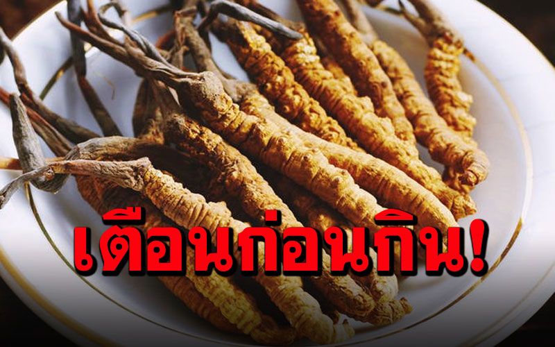'สมาคมโรคไต'เตือนใช้'ถั่งเช่า' ไม่มีหลักฐานว่ามีประโยชน์-พบไตเสื่อมหลังกิน