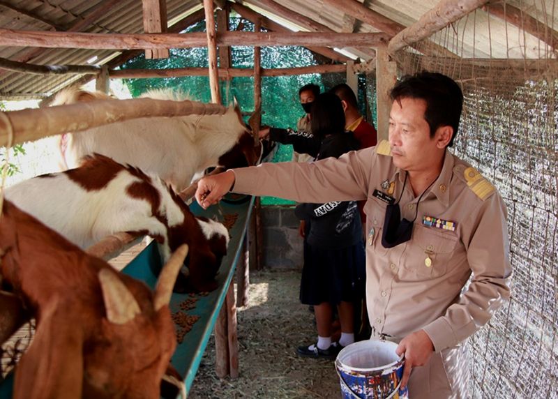 โรงเรียนกู่สวนแตงพิทยาคม  ส่งเสริมโครงการเลี้ยงแพะเพื่อการศึกษา