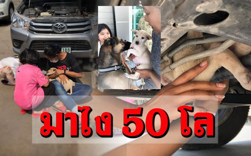 เจ้าตูบดวงดี! ติดใต้ท้องรถมาไกล50โล 'เพชรบุรี-นนทบุรี'..รอดชีวิต!