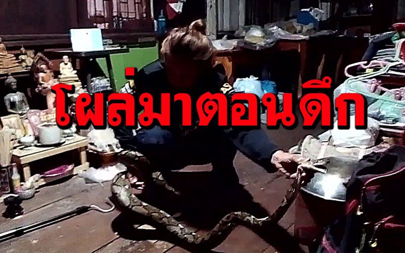ป้าเกือบช็อก! 'งูเหลือม' ยาว3เมตรเลื้อยซุกห้องพระใต้โต๊ะหมู่บูชา