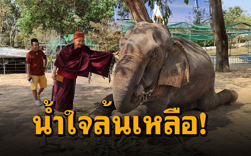 ชาวบ้านแห่ช่วย ‘ช้างพิการ-ช้างตกงาน-สัตว์’ ยุคโควิด