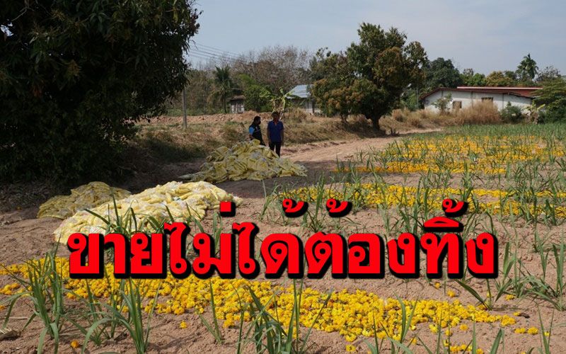 โควิด-19พ่นพิษ! เกษตรกรปลูกดาวเรืองส่งขายไม่ได้ขนมาทิ้งเกือบ 10 ตัน