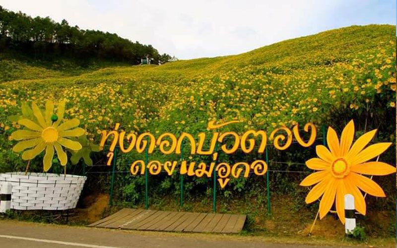 ผลักดันปลูกต้น 'คริสมาสต์-นางพญาเสือโครง' ยืดท่องเที่ยวทุ่งบัวตองไปอีก 6 เดือน