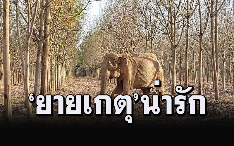 อัพเดทสุขภาพ'ยายเกตุ'ช้างป่าชรา ยังลงเล่นน้ำเล่นโคลนคลายร้อนได้