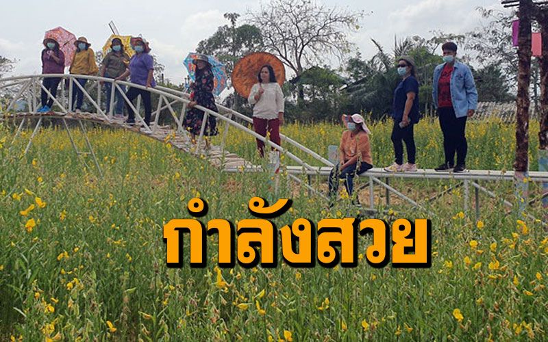 เปิดจุดเช็คอินแห่งใหม่ 'ถ่ายรูปชมทุ่งดอกปอเทือง' โรงเรียนบ้านเขาเฒ่า