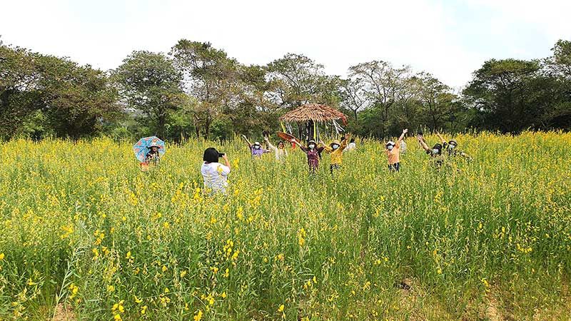 รายงานพิเศษ : พังงาเปิดจุดเช็คอินโรงเรียนบ้านเขาเฒ่า Happy School ชมทุ่งดอกปอเทืองเติมพลังความสุขพร้อมต้อนรับนักท่องเที่ยว