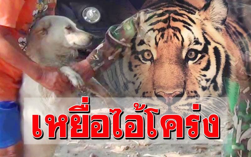'เจ้าเตี้ย'สาหัสโดนเสือโคร่งห้วยขาแข้งตะปบ หลังตามเจ้าของไปเก็บผักในสวน