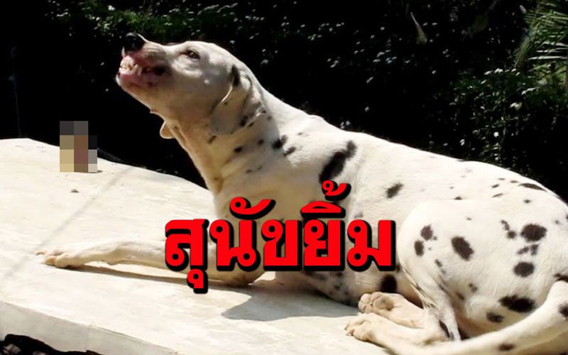 คนรักสุนัขต้องอ่าน! 'ดัชซี่'หมาน่ารัก ยิ้มเก่งใครไปเยี่ยมบ้านเผลอปุ้มนางจูบแก้มเลย